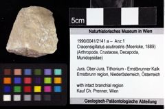 Foto (Objket + Etiketten) von Cracensigillatus acutirostris (Moericke, 1889) 